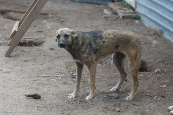 Фотография к новости: Смертельные друзья: Депутат назвала болезни беспризорных собак опасные для человека