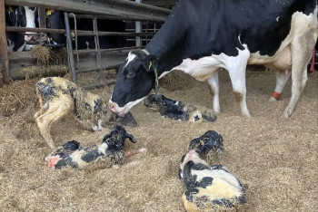 Фотография к новости: В Германии корова впервые родила четверню