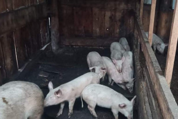 Искусанное тело школьницы нашли в загоне для свиней