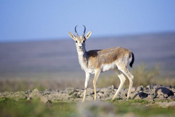 Фотография к новости: Краснокнижного джейрана застрелили в Алматинской области