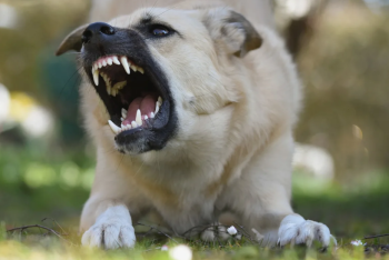 Фотография к новости: Двухнедельного малыша едва не разорвала собака