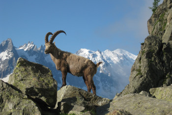 Фотография к новости: Редкие кадры с горными козлами и дикими кабанами сняли в Иле-Алатауском нацпарке