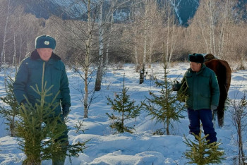 Фотография к новости: Новый год на носу: в Катон-Карагае усилили охрану елей