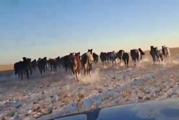 Фотография к новости: Табун из 70 бесхозных лошадей обнаружили полицейские в Павлодарской области