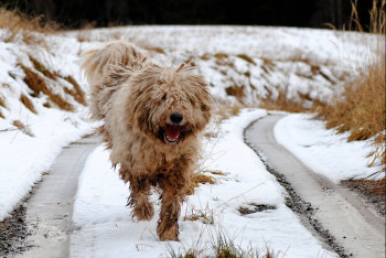 Фотография к новости: Спасатели Сарани пришли на помощь провалившейся в колодец собаке