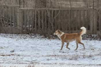 Фотография к новости: Опасные соседи: почему бродячие собаки в Усть-Каменогорске становятся угрозой для горожан