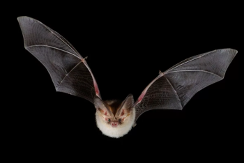 Фотография к новости: Летучая мышь устроила переполох в одном из домов Астаны