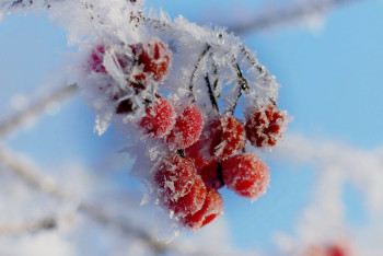 Фотография к новости: Погода на декабрь: 35-градусные морозы ударят в некоторых областях Казахстана