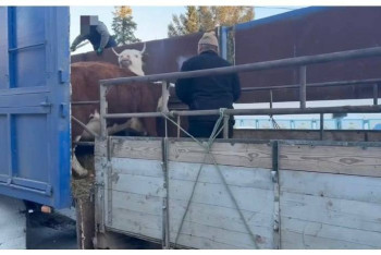 Фотография к новости: Кражу скота на 2,5 млн тенге раскрыли в ВКО