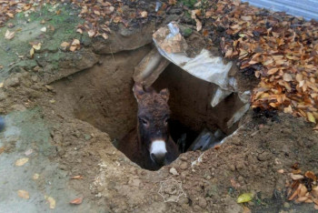 Фотография к новости: Для спасения осла жителям Жаркента пришлось вызвать сотрудников МЧС