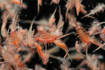 Фотография к новости: Свыше 25 тонн рачков Artemia salina изъяли в Аксу