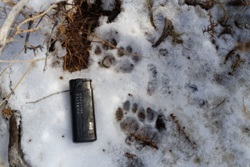 Фотография к новости: В Костанайской области впервые заметили степную кошку