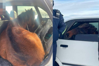 Фотография к новости: Лошадь перевозили на заднем сидении легковушки в Карагандинской области