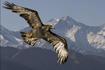 Фотография к новости: Какие мероприятия пройдут в Алматы на День Независимости