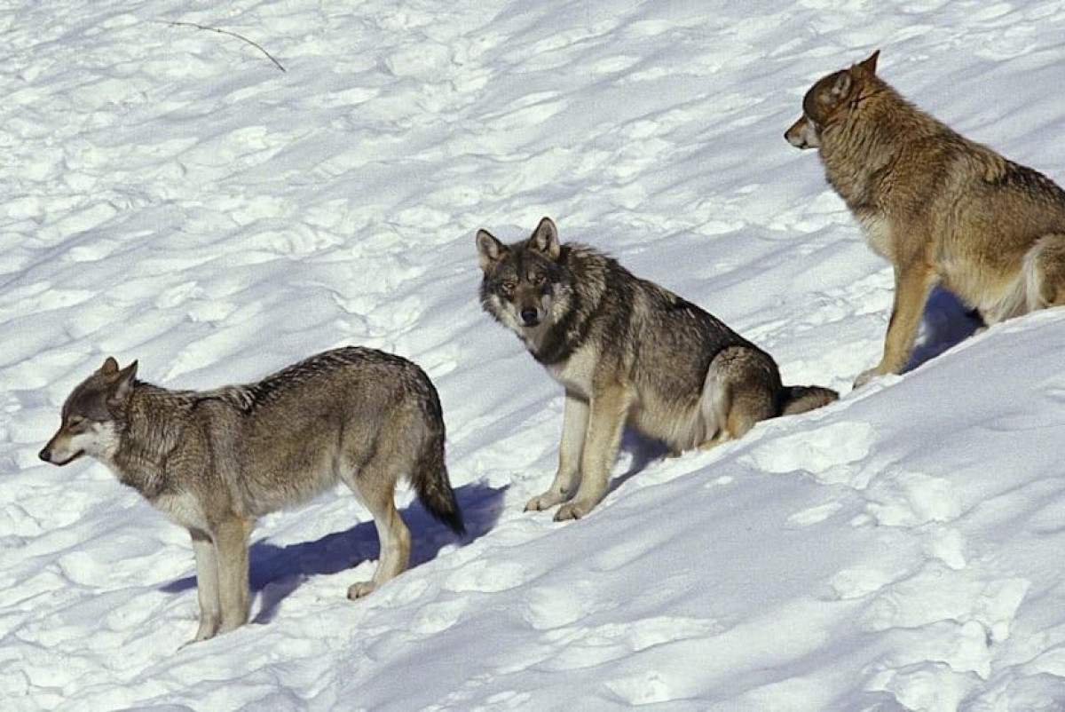 picture alliance / imageBROKER