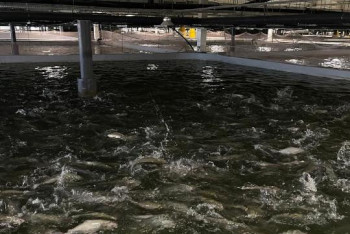 Фотография к новости: Более 100 тонн баррамунди и форели вырастят в Алматинской области до конца года