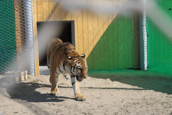 Фотография к новости: Как амурские тигры переживают зиму в Казахстане