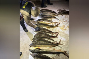 Фотография к новости: Полицейские пресекли незаконный оборот осетра и икры в Мангистау