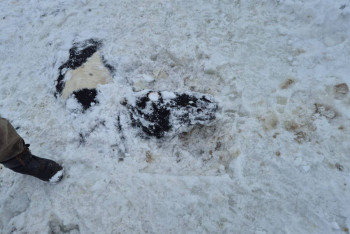 Фотография к новости: Пропавших лошадей нашли в ледяном озере в Карагандинской области