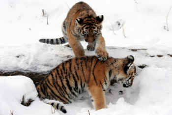 Фотография к новости: Кадрами первой зимовки тигров в резервате “Иле-Балхаш” поделились экологи