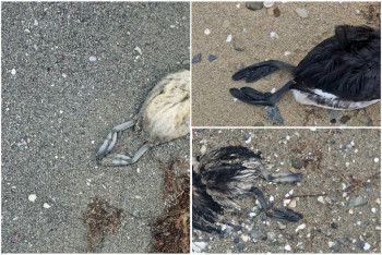 Фотография к новости: Мёртвых птиц обнаружили на побережье в Актау