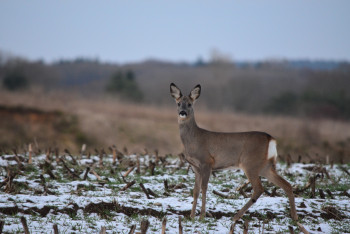 Фотография к новости: Косулю спасли на Алаколе