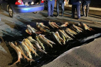 Фотография к новости: Около двух тонн осетров изъяла полиция в Мангистау