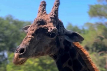 Фотография к новости: Жираф умер в зоопарке Алматы