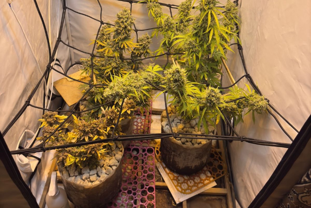 Житель Рудного выращивал коноплю в своей квартире