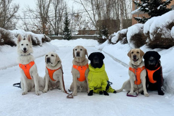 Фотография к новости: Четвероногие спасатели готовы прийти на помощь жителям ВКО
