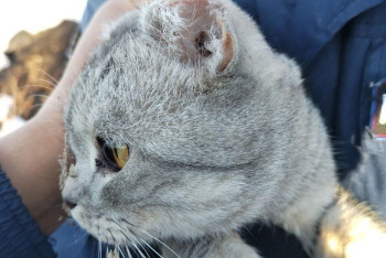 Фотография к новости: Трогательное спасение Мурки сняли на видео в Актобе