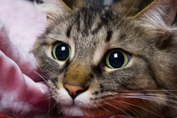 Фотография к новости: Спасатели МЧС спасли кота в Астане