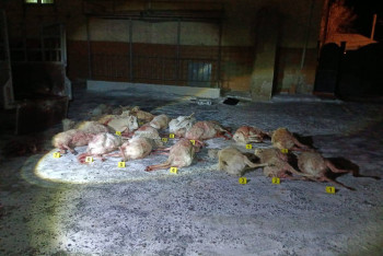 Фотография к новости: Четыре жителя Кызылординской области задержаны с 19 тушами сайгаков