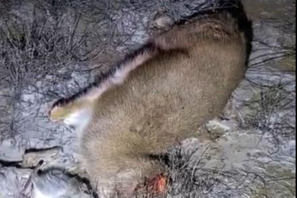 Минэкологии РК