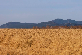 Фотография к новости: 2 млн гектаров земель планирует вернуть Минсельхоз