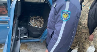 Браконьеров с рогами сайгаков задержали в Кызылординской области