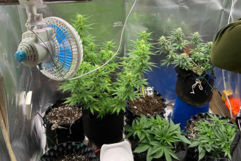 Фотография к новости: Иностранец выращивал марихуану в Степногорске