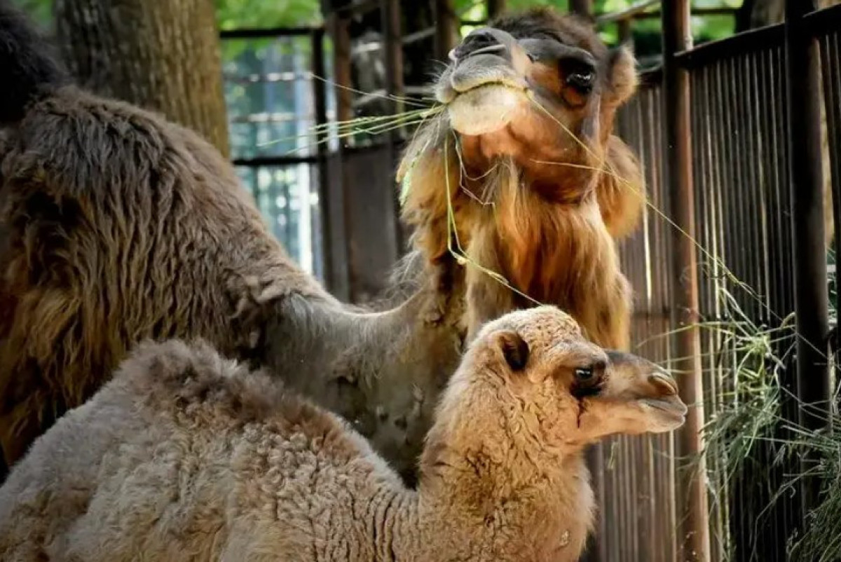 Алматинский зоопарк