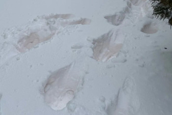 Розовый снег выпал в Актау