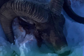 Фотография к новости: Краснокнижного архара застрелили браконьеры в Карагандинской области