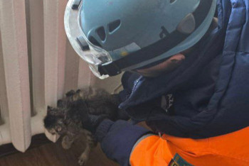 Фотография к новости: Котёнка спасли сотрудники МЧС в Астане