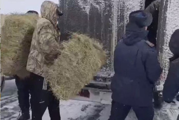 Фотография к новости: Спасатели накормили коров из застрявшего на трассе Самара-Шымкент грузовика
