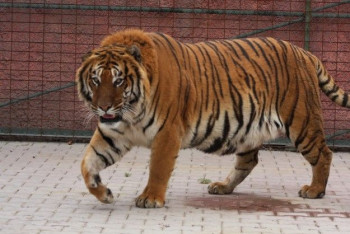 Фотография к новости: Прибывшие в Казахстан из Нидерландов тигры Богдан и Кума начали спариваться