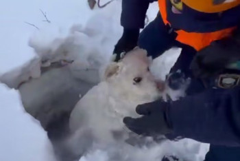 Фотография к новости: Трогательное спасение собаки попало на видео в Актобе