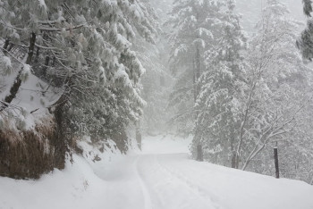 Фотография к новости: Разрушительный снегопад обрушился на Грузию
