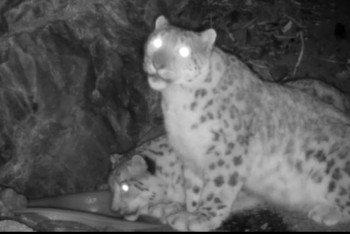 Cнежный барс попал в фотоловушку нацпарка "Алтын-Эмель"