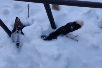 Семь мертвых кошек нашли возле столичной школы