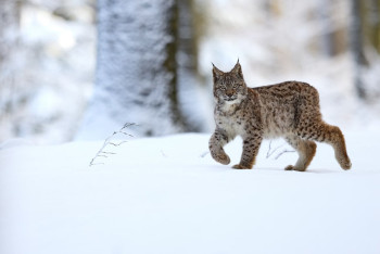 Рысь не испугалась людей и продолжила охоту в Баянауле