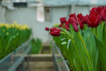 Весна в Туркестане: в ботаническом саду расцвели первые тюльпаны