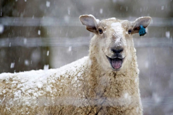 Фотография к новости: Катал на санках барана: полицейские Актау вычислили героя видеоролика